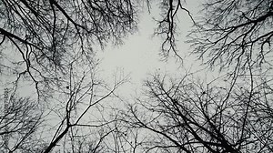 Bare trees with gnarled branches stand silhouetted against an overcast sky. The upward camera angle captures the essence of a melancholic autumn forest.