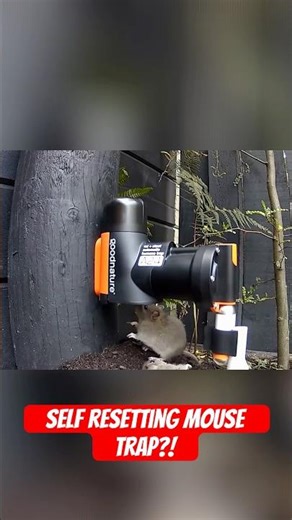 A Mouse Trap That Works 24/7