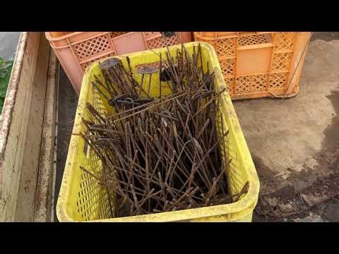 After 30 Years, Organic Farming Has Evolved: Solarization Mulching x One Way to Save the Planet x...