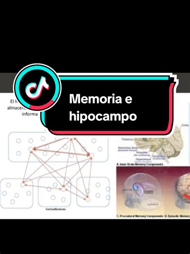 #neuroplasticidad #hipocampo #neuropsicologia #psicologia #memoria