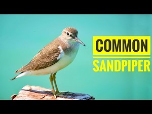 Interesting Common Sandpiper | Bird watching Video