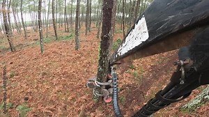 on-board view of a machine cutting down pine trees to clear the forest