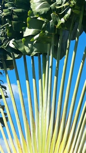 Traveler’s Palm 🌿 Nature’s Compass in Hawaiʻi