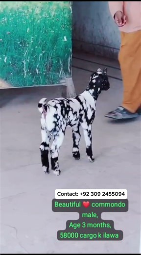 Beautiful Commando Male Available For Sale | Royal Goat Farm