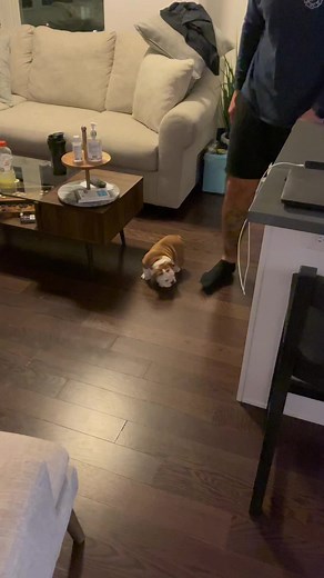 Everyone welcome GINO, the Italian bulldog 😎🇮🇹. #englishbulldog #bulldog #bulldogsoftiktok