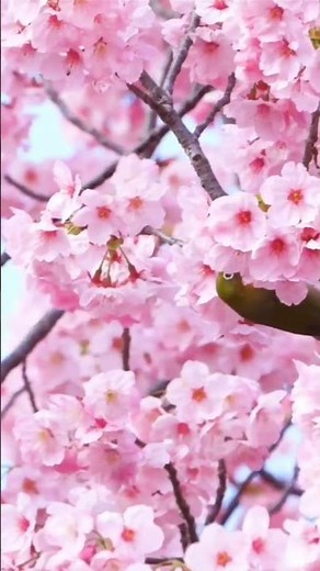 #21 🎹 Timeless and Memorable Piano Masterpieces | Top 10