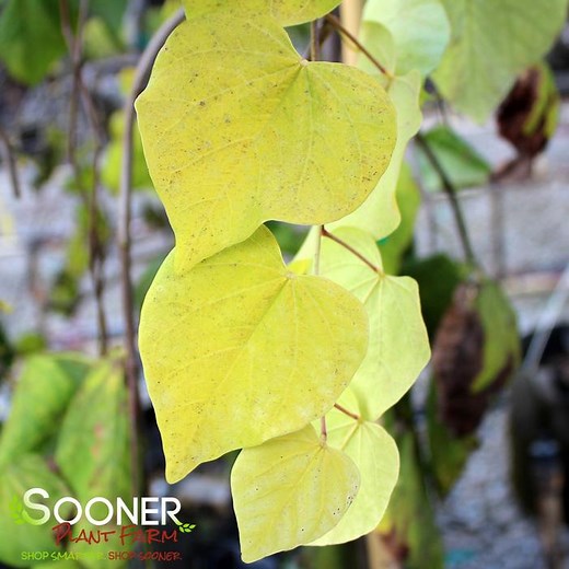 Cercis canadensis 'NC-2015-12'(GOLDEN FALLS® WEEPING REDBUD)