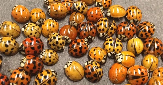 ‘Massive migration’ of Asian lady beetles could invade some Ontario homes. Here’s why it might be bad at your house