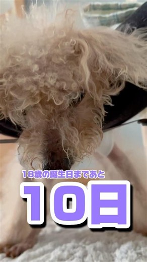 18歳の誕生日(7/12)まであと10日！毎日カウントダウンしていきます⏱チャンネル登録がまだの人は登録してくうちゃんを応援してください🐶🤎 #トイプードル #シニア犬 #老犬介護 #認知症