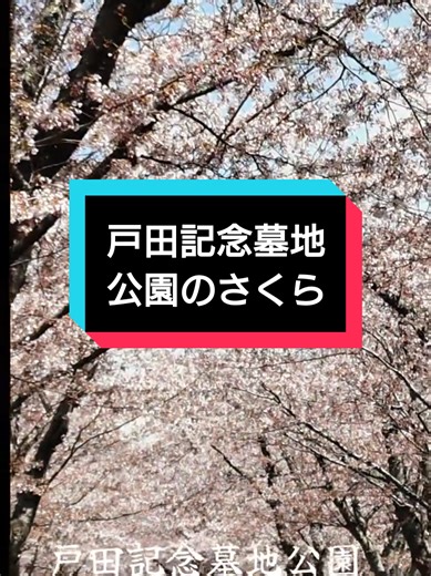 Discovering Hokkaido's Cherry Blossom Paradise at Todakinen