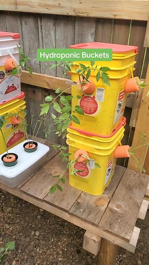 Kratky hydroponic bucket planters. We're trying another angle to gardening that'll hopefully replace most of our raised beds and even the traditional hydroponics that we're currently using. #diy #homemade #vegetablegarden #vegetables #agriculture #gardening #raisedbeds #kratky #kratkymethod #hydroponics #hydroponicgarden #bucketgardening