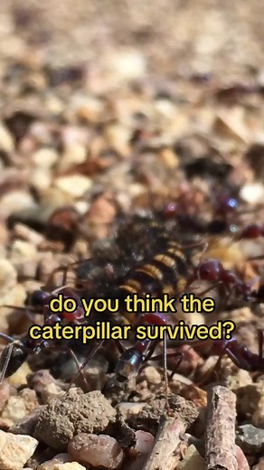 Ants vs Caterpillar: A Battle in the World of Insects