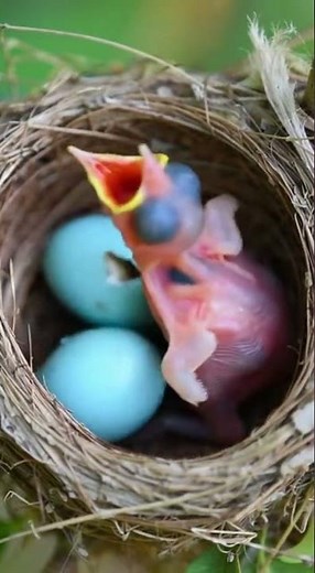 JACOBIAN CUCKOO Bird’s Nest Mysterious Brood Parasitism in the Wild #birds #nest #nature #wildlife
