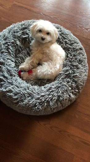 189K views · 5.3K reactions | Hi!  #hi #Hello #maltese #lovedogs #dogsofinstagram #puppylife | Dountin | Facebook