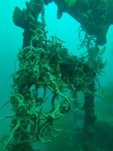 Morazan Maru Wreck Dive: A Journey into Coron’s Sunken History