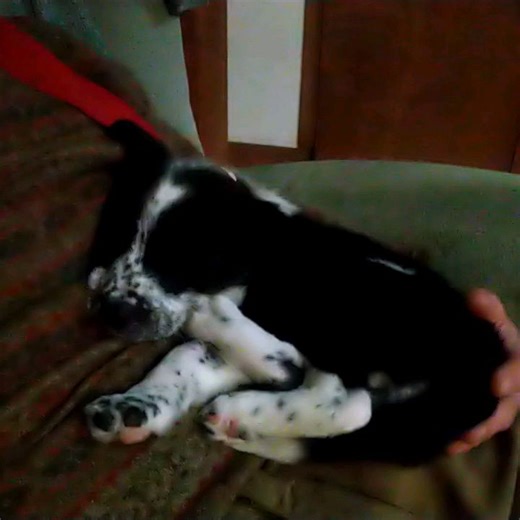 Two Toad Farm on Reels