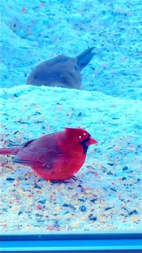 Northern Cardinal Eating Nuts before Extreme Cold Night
