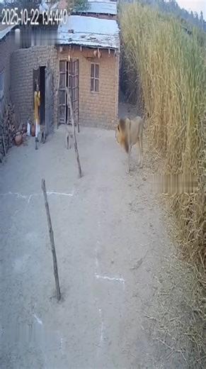 Lion attack caught on CCTV outside Indian village house 🏠 #CaughtOnCam #DogHero #ViralVideo #AnimalInstinct #FaithfulFriend #CaughtOnCam #AnimalHero #TigerAttack | Ai Fun