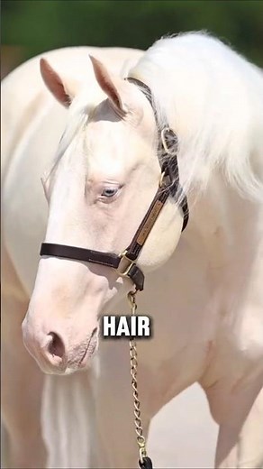 Shocking! Most White Horse Aren't Really White #horse #shorts