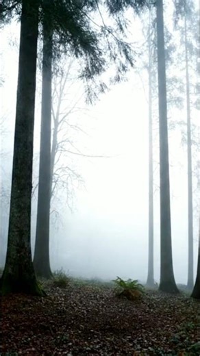 There’s a Forest That Can Suddenly Catch Fire by Itself 🔥🌲