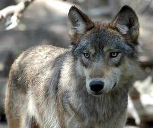 Predator Watch: First Gray Wolf Sighting in Los Angeles County in Over a Century