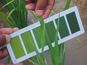 The Science and Methodology of Leaf Colour Chart (LCC) Manufactured by Nitrogen Parameters Company