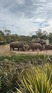 13K views · 541 reactions | Breakfast with the crash 憐 | Nashville Zoo | Facebook