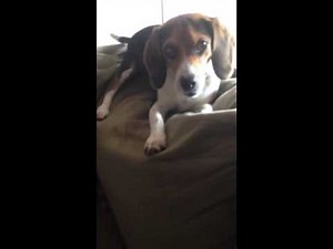 This Is The Most Playful Beagle I've Seen In My Life! Look At Him Play