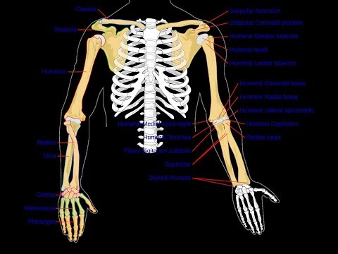 human skeletal system #8 class 9 class 10 class inter biology
