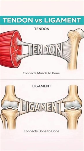 Tendon vs Ligament Difference Explained | Easy Anatomy for Nursing & Medical Students