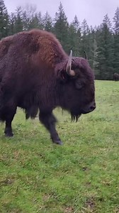 7.3K views · 708 reactions | Meal time with the bison herd! 怜 Bison are social animals that live in herds. They often communicate through vocalizations, such as grunts and bellows. : Keeper Deanna | Northwest Trek Wildlife Park | Facebook