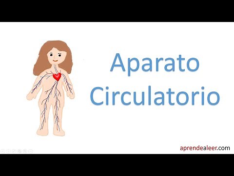 Aparato circulatorio para niños de primaria