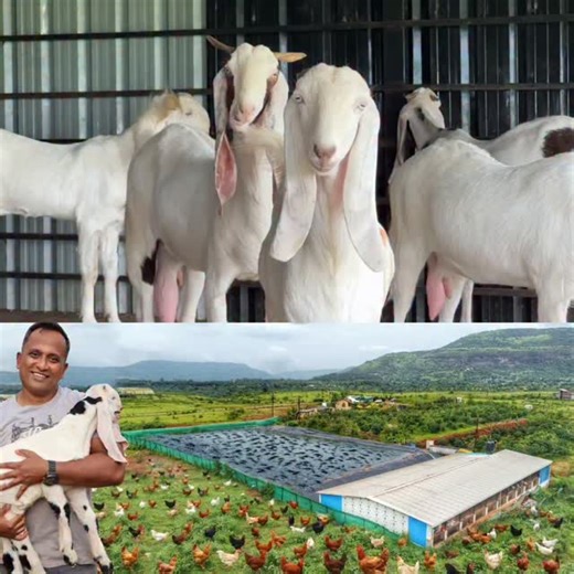 Sandhu Agrofarm on Instagram: "Integrated Farming System 🐓🐟🐐 #integratedfarming #integratedfarmingsystem #sandhuagrofarm #farmlife #desipoultryfarming"