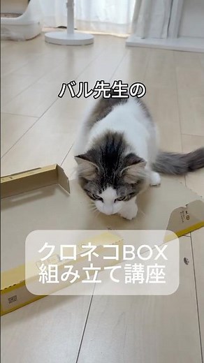 バル先生のクロネコBOX組み立て講座 #猫 #ダンボール #クロネコヤマト #ノルウェージャンフォレストキャット #面白い猫