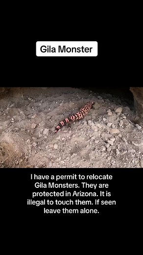 I love Gila monsters! This was last year I havent seen one yet this year. #reptile #nature #wildlife #wildliferescue #desert #lizard #construction #animals #love #nature #fun #arizona #arizonathings #development #dayinmylife #dreamjob #cool #manifestation #worklife #workzone #constructionlife #newhome