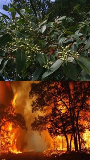 Eucalipto Explosivo - Fenômeno Surreal da Austrália