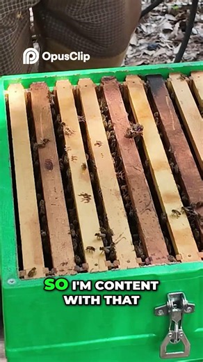 Honey or Nectar? Here's How To Tell #Beekeeping #Shorts