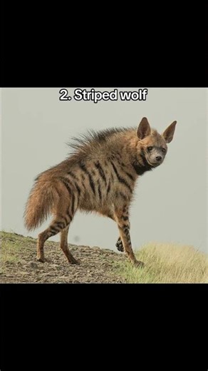 Minecraft wolf variants in real life