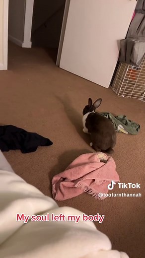 H (@rabbitladyh) - Bro why do they do this 😭 #rabbitsoftiktok #bunny #jumpscare | bunny