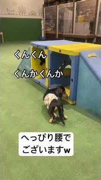 初体験のドッグランくん活に全集中の子犬4ヶ月【保護犬クゥの成長記録】 #ミニチュアダックス #ダックスフンド #ダックス #ダックスのいる暮らし #犬のいる生活 #犬の動画 #イヌ#犬#子犬#保護犬