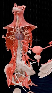 Our Incredible Anatomy | Heart & Uterus 🫀 . . . . #fblifestyle #pregnancy #baby #anatomy #heart #pregnant #medicina #doctor #माहवारी #月経 #임신 #妊娠 #gravidez #fetal #love #Childbirth #femalemodel #Female #vaginal #uterus #human #female #ReproductiveSystem #ovaries #vulva | Smart Doctor Plus