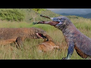 The Whole Process of First Komodo Bite a Goat Until he Swallowed it