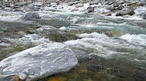 Fiume Ticino, Acqua, Piante