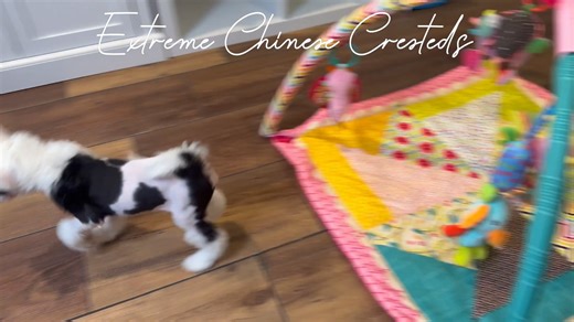 Extreme Chinese Cresteds