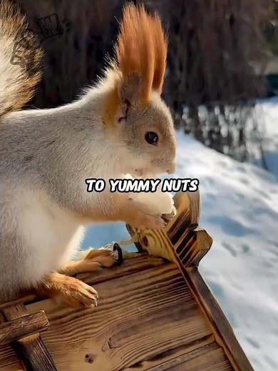 This squirrel’s life is better than most humans 🐿️😂
