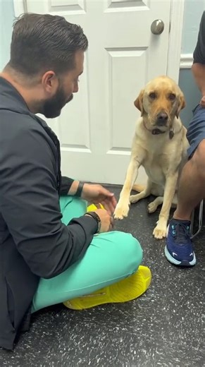 96K views · 2.4K reactions | This patient wanted to cooperate. Our dewclaw got caught on something and resulted in acute lameness that appears to be getting better. The patient was not licking at the nail and the nail was not fractured. Some rest and non-steroidals and we were on our way! ️ #drtom #veterinarian #veterinariansoftiktok #fyp #foryou #dogsoftiktok #dog #dogoftheday #Love #patienceformypatients #work #loveforanimals @Clove Shoes @FIGS | Thomas Hamilton | Facebook