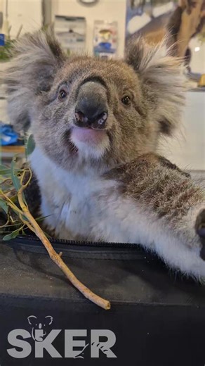 Our team has been working around the clock preparing for the upcoming heatwave 🌡️ and increased bushfire danger days 🔥 — but heartbreakingly, our clinic is still being inundated with koalas injured by vehicle strikes 🚗 and dog attacks 🐕. Beautiful Paddy-Cake 🐨 found herself in the wrong place at the wrong time after taking a wrong turn and ending up inside an enclosed yard with a dog. Thankfully, the dog was called off 🙏 and our team was able to safely retrieve her from high up in a pine t