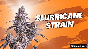 SLURRICANE STRAIN