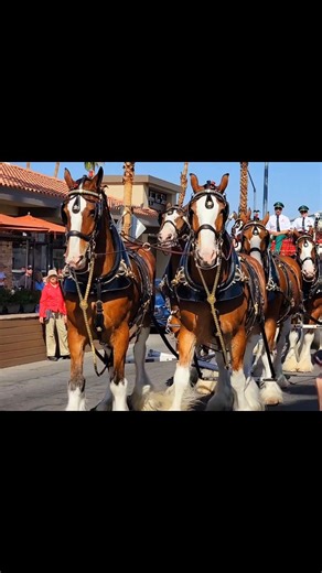 — El Paseo Shopping District in Palm Desert is once again welcoming the world-famous Budweiser Clydesdales El Paseo at 3 p.m. The map below shows Wednesday's 2025 Clydesdale El Paseo route: The Budweiser Clydesdales. They were first introduced to the public on April 7, 1933, to celebrate the repeal of Prohibition. (Sterling Munksgard/Shutterstock) The legendary horses will make an appearance on Wednesday, April 23. The draft equines will be unloaded and hitched on the frontage road parallel to H