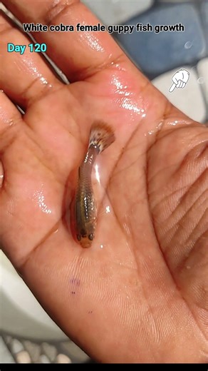 White cobra female guppy fish growth timeline #fishshorts #guppyfish #shortsfeed #fish
